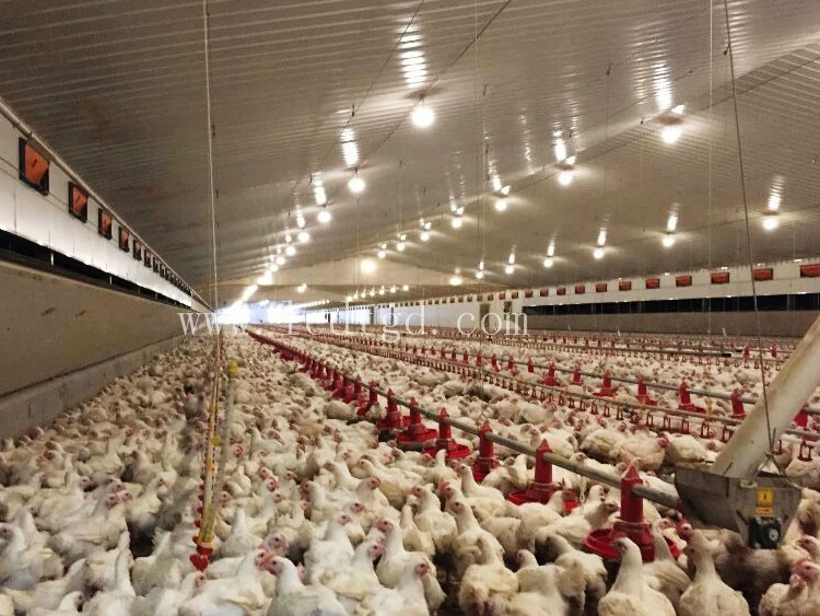 養(yǎng)雞場照明www.ledtgd.com